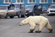 خرس‌های قطبی محو خواهند شد!