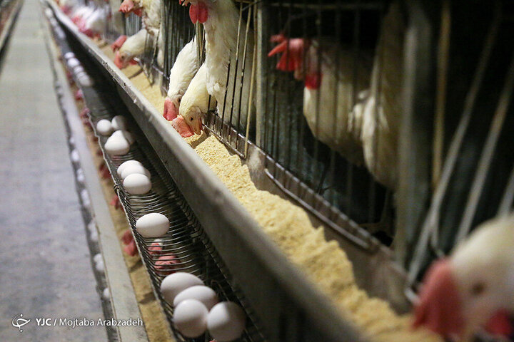 امکان عرضه مرغ با نرخ مصوب ستاد تنظیم بازار وجود ندارد/قیمت واقعی مرغ چقدر است؟