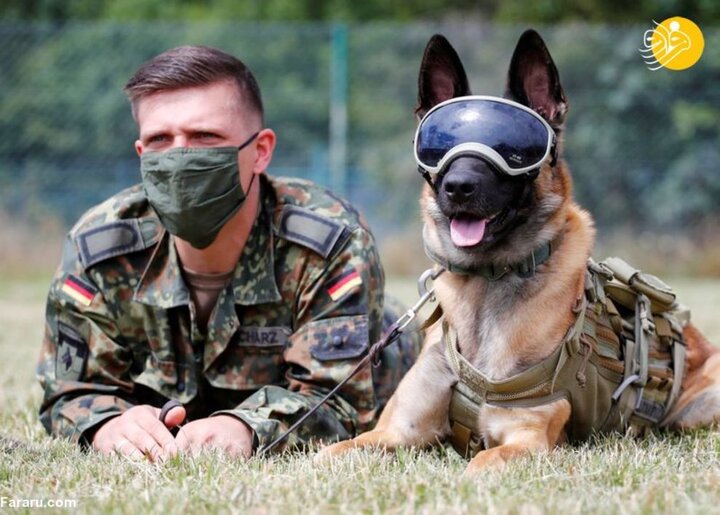 آموزش سگ در ارتش آلمان به منظور شناسایی ویروس کرونا/تصاویر