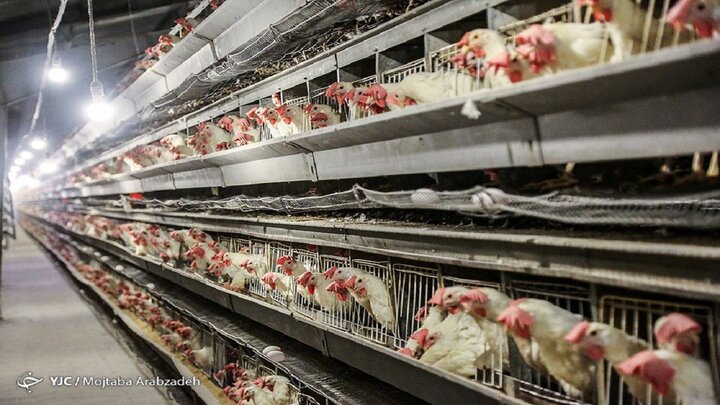 افزایش قیمت مرغ ادامه دارد/ هر کیلو ۱۸ هزار و ۷۰۰ تومان 