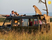 حضور عجیب دو یوزپلنگ روی خودروی گردشگران در کنیا/تصاویر