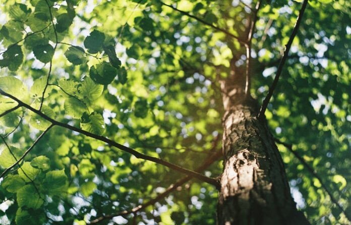 ۵ نکته برای سالم نگه داشتن درختان