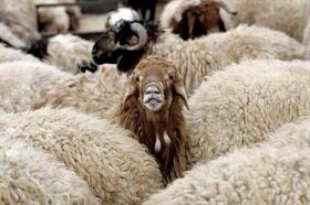  قیمت هر کیلوگرم گوسفند زنده در آستانه عید قربان