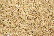 برداشت برنج در شالیزارهای مازندران در روزهای کرونایی/تصاویر