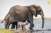 تلاش ستودنی بچه فیل برای ایستادن روی پاهایش/تصاویر