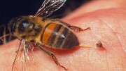 تأثیر زهر زنبور عسل بر درمان کرونا