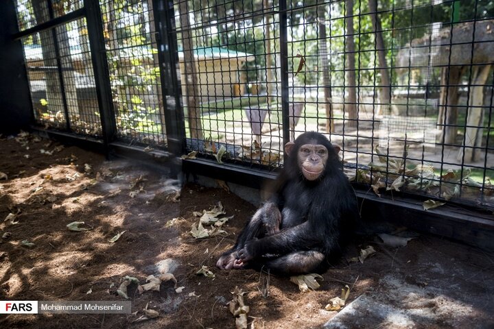 تصاویر جالب از زندگی تنها بچه شامپانزه ایران