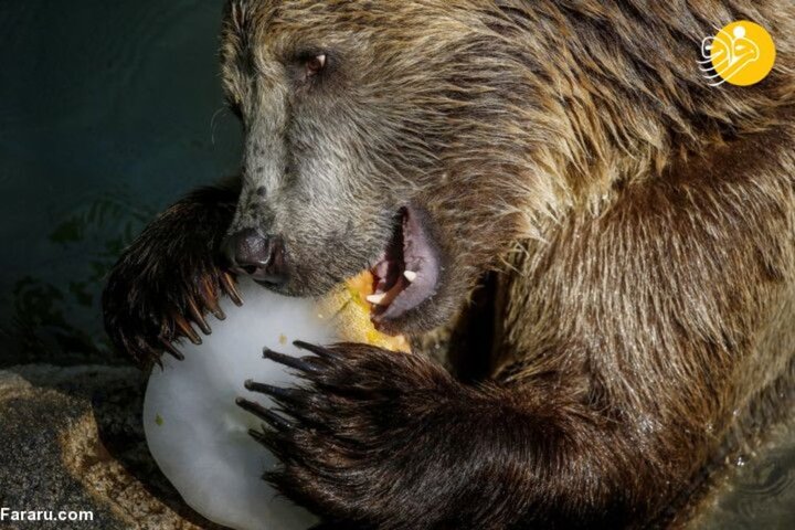  لذت خوردن میوه‌های یخی توسط حیوانات در باغ وحش های اروپا/تصاویر