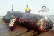 کشف لاشه نهنگ عظیم الجثه در ساحل هرمزگان + عکس