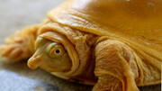 کشف یک لاک‌پشت طلایی به شدت کمیاب در نپال + عکس