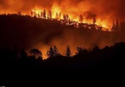 خسارات آتش سوزی عظیم در جنگل های کالیفرنیا + فیلم