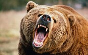 حمله خرس وحشی به جوان ایذه‌ای