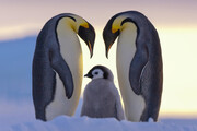نبرد خونین دو پنگوئن به دنبال خیانت حیوانی + فیلم