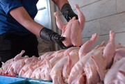 قیمت هر کیلو مرغ در بازار ١٩ هزار تومان