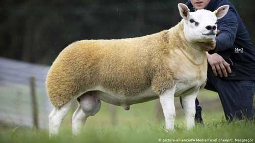 گران‌ترین گوسفند جهان + عکس