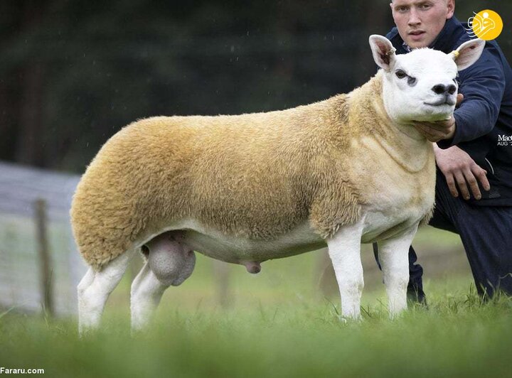۱۰ میلیارد تومان ناقابل برای گران قیمت ترین گوسفند جهان + فیلم