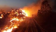 آتش سوزی گسترده در جنگل های برزیل + فیلم