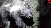 قتل خرس قهوه ای توسط باغبان در خراسان شمالی + عکس