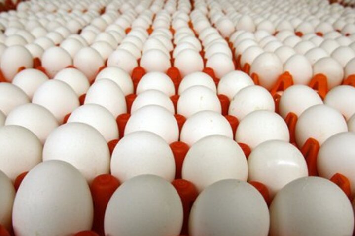 قیمت هر شانه تخم مرغ به ۳۸ هزار تومان رسید
