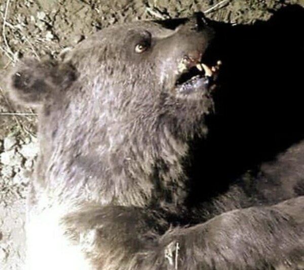 کشته شدن خرس قهوه‌ای در خراسان شمالی با گلوله 