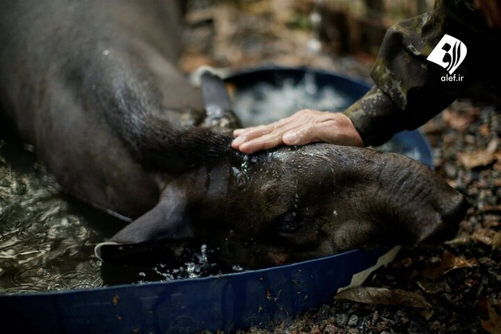 صحنه های دلخراش از نابودی حیوانات در آتش سوزی جنگل های آمازون + عکس