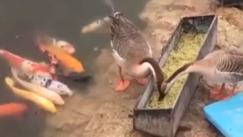 ویدئویی تماشایی از غذا دادن دو اردک به ماهی‌ها + فیلم