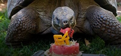 جشن تولد یک لاک پشت در باغ وحش + فیلم