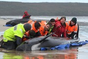 ویدئویی تلخ از خودکشی دسته جمعی نهنگ ها در سواحل استرالیا + فیلم