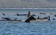 خودکشی ۳۸۰ نهنگ در سواحل استرالیا/ یک گروه بزرگ دیگر از این نهنگ‌ها در راه هستند