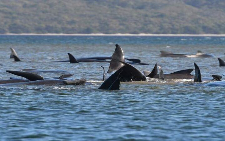 خودکشی ۳۸۰ نهنگ در سواحل استرالیا/ یک گروه بزرگ دیگر از این نهنگ‌ها در راه هستند