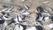 مرگ غم‌انگیز میلیون‌ها ماهی در روخانه جلماجرد + فیلم