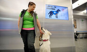 تشخیص ویروس کرونا در ۱۰ ثانیه به کمک سگ ها