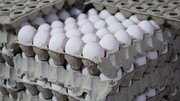 آغاز توزیع تخم مرغ با نرخ مصوب در فروشگاه ها