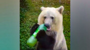 ویدئویی دیدنی از علاقه جالب یک خرس به نوشابه + فیلم