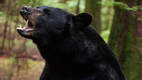حمله خرس سیرک به مربی‌اش + فیلم
