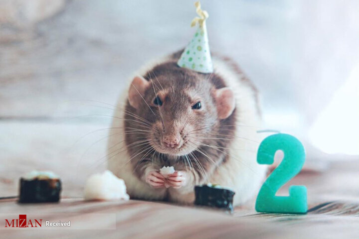 زیباترین و بامزه ترین موش‌های جهان + عکس