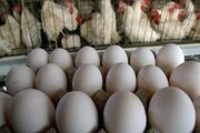 قیمت تخم مرغ در چهارشنبه ۲۳ مهر ماه ۹۹ + جدول