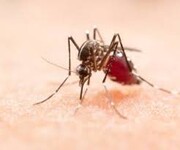 شناسایی ۱۲۷ بیمار مبتلا به مالاریا در سراوان در ۶ ماه