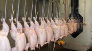 افزایش قیمت مرغ به ۲۶ هزار تومان