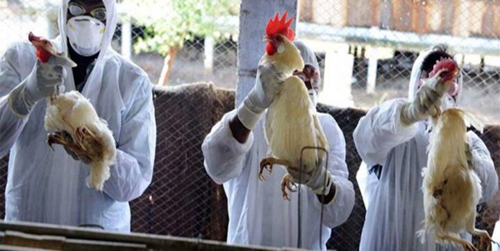 فعلا خبری از آنفلوآنزای فوق حاد پرندگان نیست