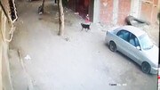 حمله سگ ولگرد به کودک خردسال و نجات توسط گربه! / فیلم