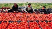 اختلاف عجیب قیمت گوجه فرنگی از سر زمین تا بازار