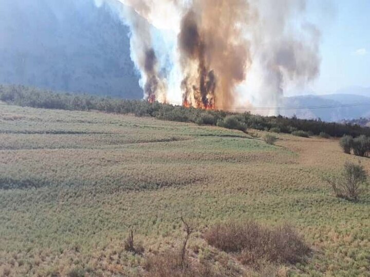  آتش سوزی در تالاب شیمبار اندیکا 