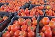 دلایل گرانی قیمت گوجه فرنگی و پیاز در بازار