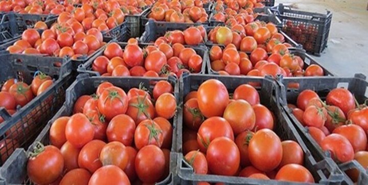 عراق از ورود ۲۰۰ کامیون گوجه فرنگی ایران خودداری کرد