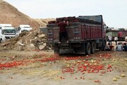 هزاران تن گوجه فرنگی به دلیل برگشت از عراق، نابود شد