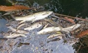 تلف شدن ماهیان در رودخانه دز