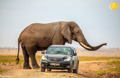 حمله وحشتناک فیل غول پیکر به خودرو + عکس