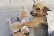 سگ مهربان مادر چند بچه گربه شد! + فیلم