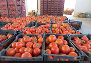 صادارات گوجه و هندوانه به ارزش ۱۰۰ میلیون دلار از ایران به عراق